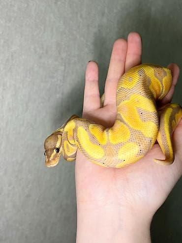 bala itlerin satisi: Предлагаю к продаже здоровых и активных детёнышей королевских питонов — 3