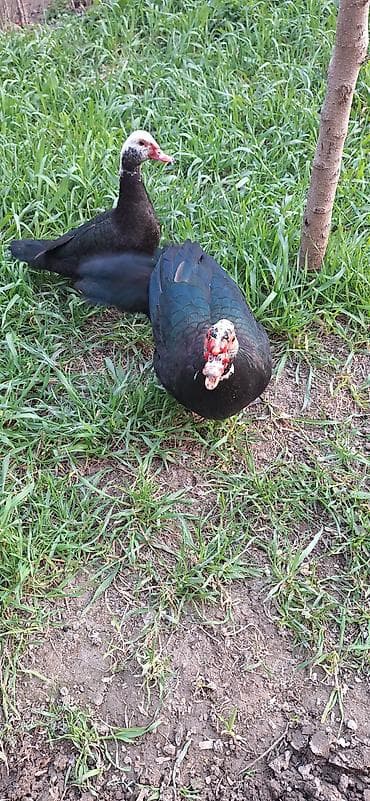 kuban ördək: 8 aylıq Lal ördekler .bir fere bir xoruz çütü 65 manat .xoruz aktiv — 6