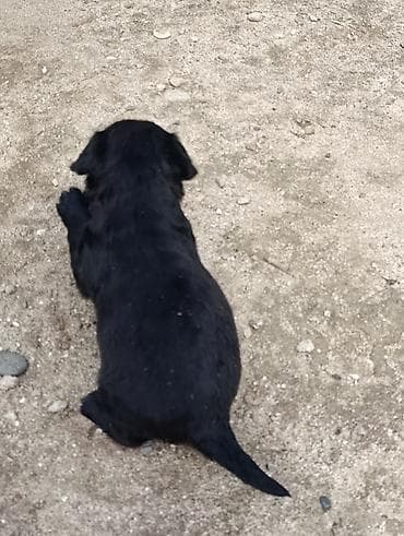 ən iri it cinsi: Koker spaniyel, 1 ay — 2