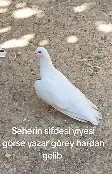 Tutulma mayadı meydini tutmuwam təcili pul lazimdi deyen satılır lalafo.az -da Tutulma mayadı meydini tutmuwam təcili pul lazimdi deyen satılır