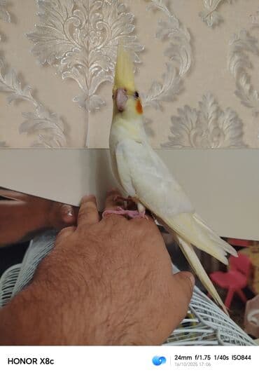 geref quşu: Nymph paraket (kokatiel) – sarı/albino rəng çaları, yanaqlarda narıncı — 3