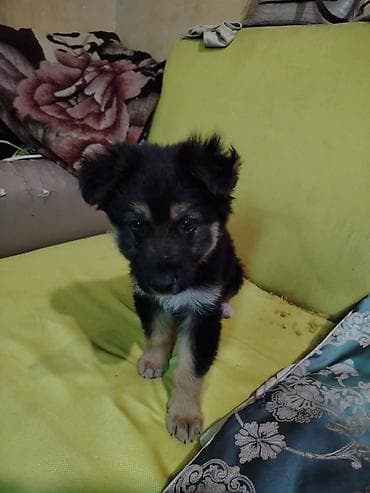 balaca it qiymetleri: Qafqaz çoban iti, 2 ay, Erkek, Sənədli, Ünvandan götürmə — 4