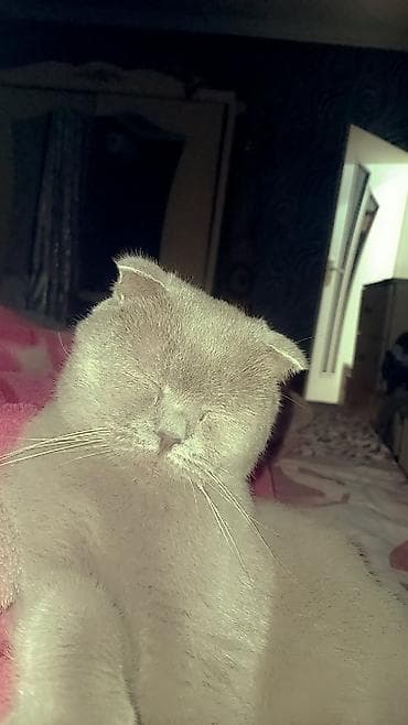 tap az afcarka: Şotland yastı qulaq — 2