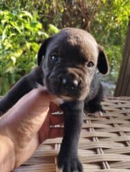 коне корса: 1 месяц, С прививками, Самовывоз, Бесплатная доставка, Платная доставка — 8