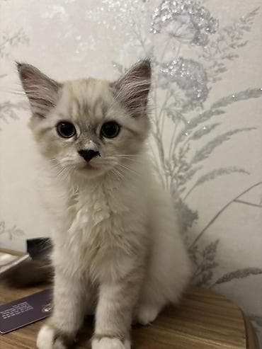ragdoll: Dişi, Erkək — 2