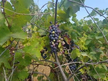 dübəndi torpaq: 23 sot, Tikinti, Makler, Kupça (Çıxarış) — 5