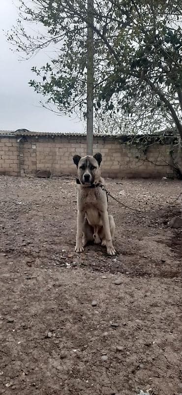 it heyvan: Kanqal, 10 ay, Erkek — 1