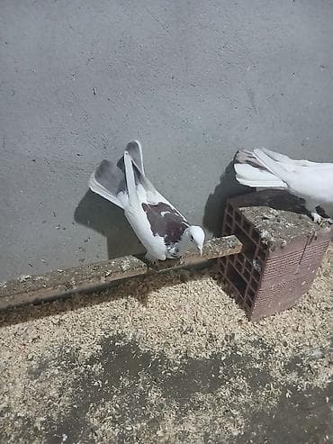 babil quşu: Göyerçinler satılır enli quyruqdular qiymət ikisinə aidir — 6