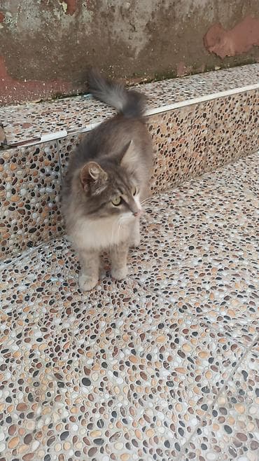 lalafo pisik: Uzun tüklü, boz-ağ rəng çalarda, yaşıl gözlü ev pişiyi. Yumşaq, sıx — 3