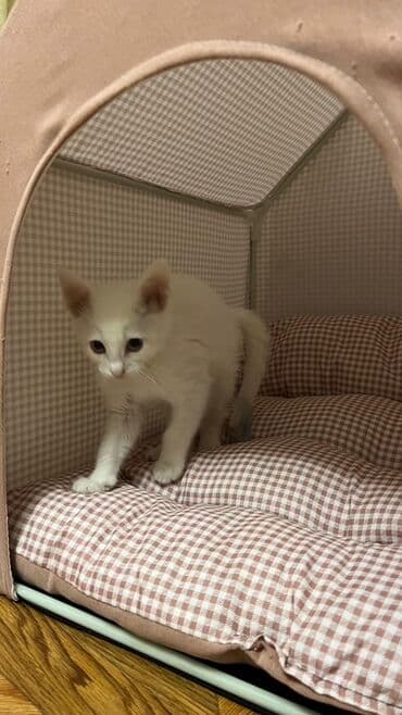 в добрые руки котята: Самка, В добрые руки, Самовывоз — 2