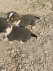 ov itler: 1 ay, Dişi, Ünvandan götürmə — 6