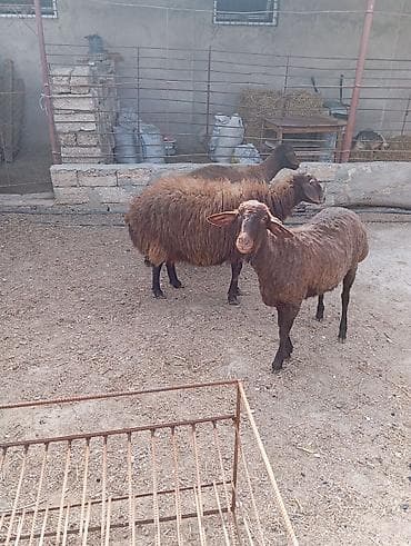 canavar balasi satilir: Dişi, Qala, il: 2, 90 kq, Damazlıq, Ünvandan götürmə — 5