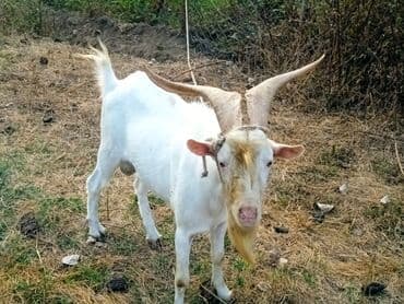 chihuahua qiymeti: Dişi, il: 2, Südlük — 11