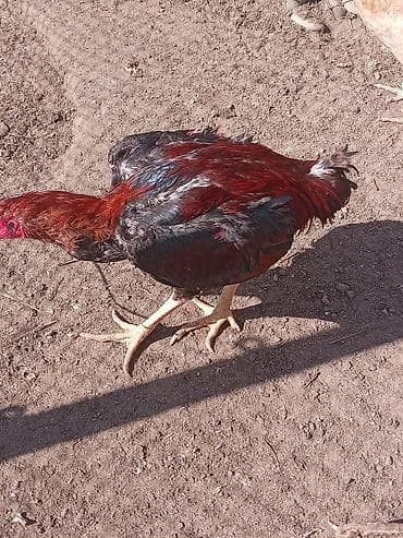 kənd xoruzu: Aseel tipli gənc xoruz - Cins: ehtimalən Aseel (uzun ayaqlar, güclü — 3