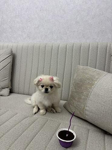 ucuz ev itləri: Pekines — 1