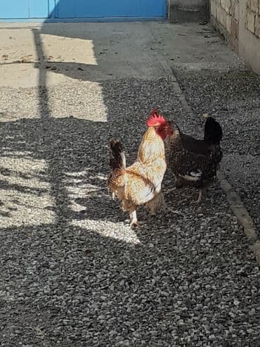 atla eşşəyin cütləşməsi: Xoruz 1il 3 ayliqdi ayagi leleylidi saglamdi — 1