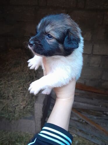 cibus itleri: Zvonok, 1 ay, Dişi, Ünvandan götürmə — 2