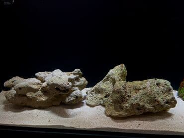 qurdbasar satilir: Okean dashlari satilir trafeus saxliyanlar ucun okean akvariumu ucun — 3