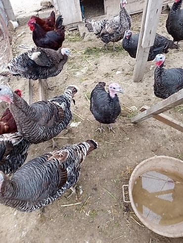 Fətəli xoruzlu kq 15 m ünvan buzovna yerli deyil brozdur Təsvir: -