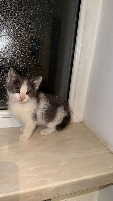 kot: Котята ищут добрых и заботливых хозяев. Чистые к лотку приучены — 5