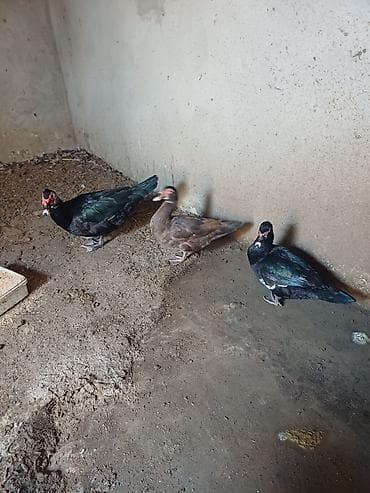 it tap az: Erkək, | Lal ördək, Damazlıq, Ünvandan götürmə — 2