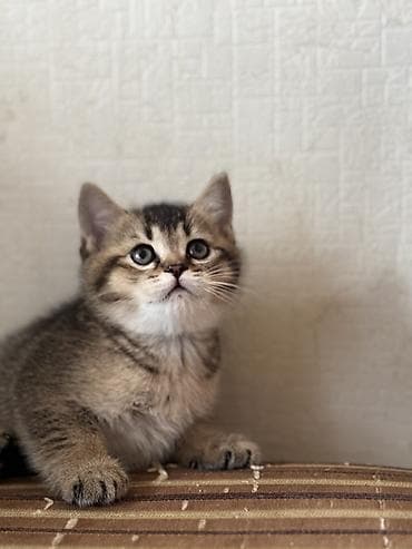 bengal pişik: Şinşilla, Erkək, Dişi, Yaxşı əllərə — 4