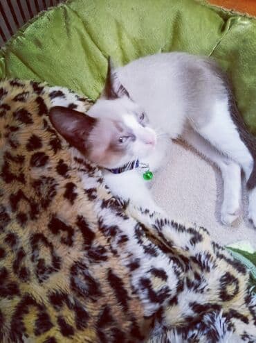 siam pisiyi haqqinda: Siam, Erkək, Ünvandan götürmə — 3