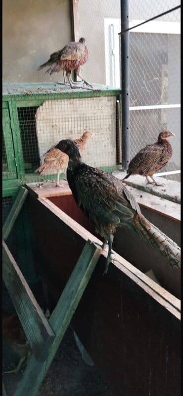 qirqovul yuvasi: Məhsul: Qırmızı fazanlar (Phasianus colchicus) Qırqovul rum qafqaz - — 2