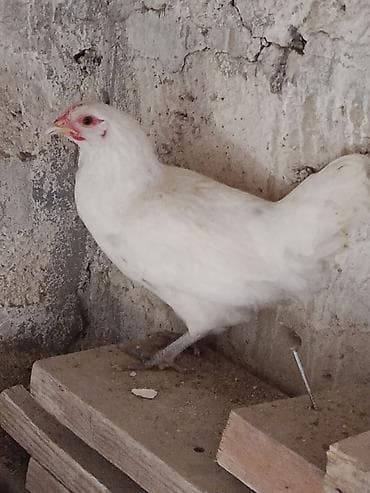 cins at: Toyuq, Damazlıq, Ünvandan götürmə — 5