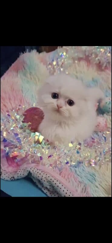 golden şinşilla: Şinşilla, Dişi — 1