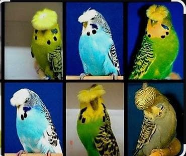 hind quşu baximi: Salam alekum mene bele dişi Kekili papuqay lazimdi satan varsa menle — 2