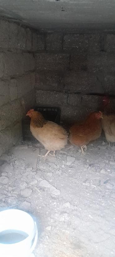 2 toyug satilir 30 azn bos adamlar narahat etmesin — 1