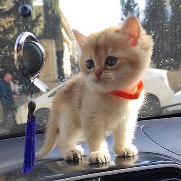 Pişiklər: Qızıl şinşilla — 6