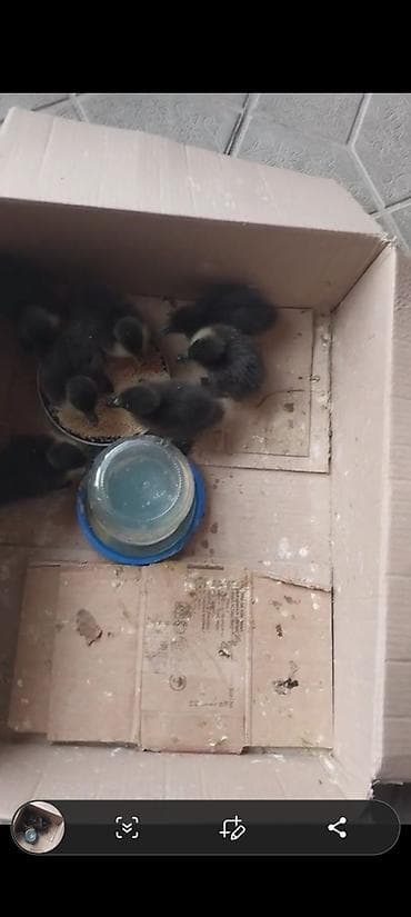 zvanok balasi: Kayuqa ordek cuceleri temiz qan kayuqa birde pinqivinn ordek balasi — 3