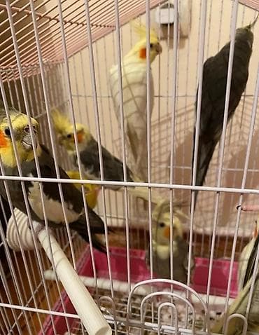 alpet zoo: Dağıstan sortu cüte hazır dişi ve erkək korellar var sağlam quşlardır — 6