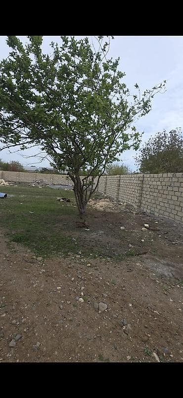 torpaq satış: 9 sot, Tikinti, Mülkiyyətçi, Kupça (Çıxarış) — 8