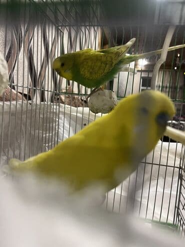 Salam Muhabet qoşdur bir dişi bir Erkekdir qefes yem qabı su qabı