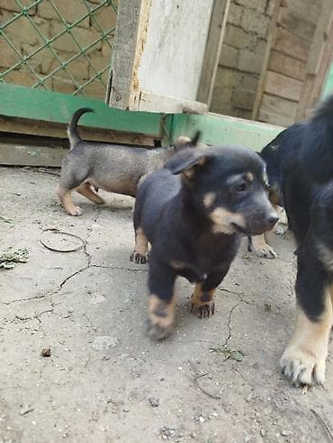 ov itlerinin satisi: Zvanok böyümüyen itler satilir qulaği sallağ ela zvanoklardi — 8