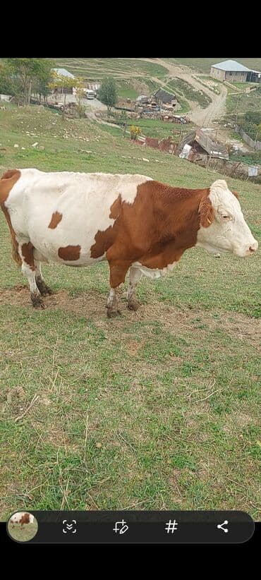 smental inekler: Simental tipli inək - Rəng: qırmızı-ağ, fərqli ləkəli naxış - Qulaq — 2