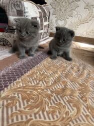 erkek pişik: Britan, Erkək, Dişi, Yaxşı əllərə, Ünvandan götürmə — 2