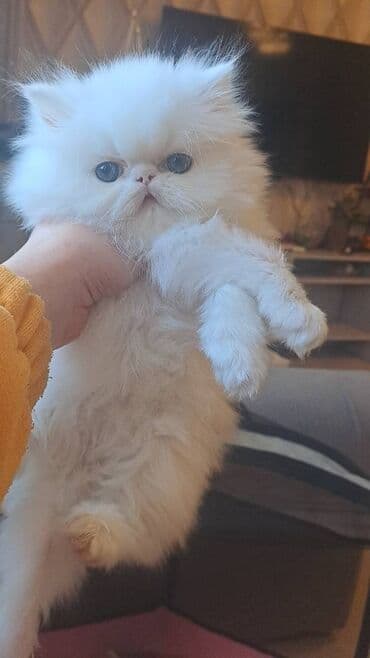 ağ pişik satışı: Персидская — 7