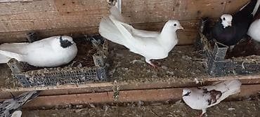 göyərçin: Satılır: dekorativ və uçuş üçün saxlanan göyərçinlər toplusu — 4