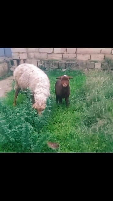 arı yeşiyinin qiyməti: Məhsul: Qoyun və quzu dəsti ana bala qoyun balasi erkek di Təsvir: - — 1