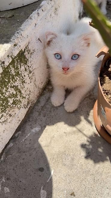 ucuz pisik: Yaxşı əllərə — 1
