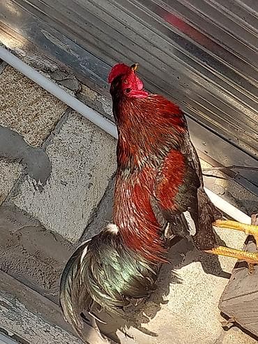 menali it adlari: Xoruz, Heyratı, il: <1, Ünvandan götürmə, Ödənişli çatdırılma — 2