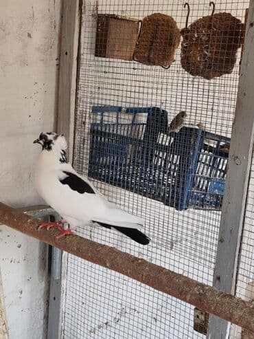 labrador satışı: Lələkli dişi göyərçin satılır. 10 AZN, Təkdir — 1