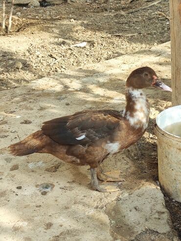 ruan ördək: Lal ordekler erkekler 40 disiler 25 manat qiymet sondu unvan turkan — 5