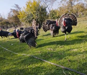 чехлы на диван бишкек: Məhsul: Hind quşu (təkə) yumurtaları Təsvir: - Şəkildə göstərilən — 2