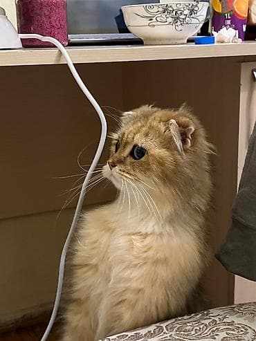 pişik qara: Şinşilla, Erkək — 2