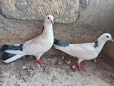 tovuzqusu satisi: Hazır cut Goy seykalar satılır 17.18.tukduler cilpag stoykalı ucan — 2